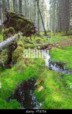 Creek presso un albero sradicato nelle foreste di abete rosso Foto Stock