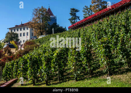 Vigneti di Praga, San Venceslao vigna sotto il Castello di Praga, Repubblica Ceca Foto Stock