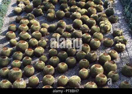 Piccole piante di Cactus in il Getty Center giardini, California Foto Stock