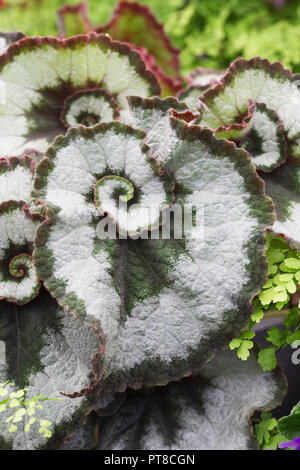 Begonia 'Escargot' foglie. Foto Stock