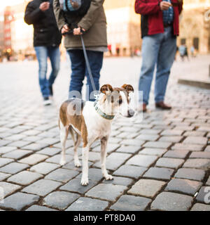 Un uomo cammina con un cane nel centro della citta'. Un solitario cane con occhi più belli guarda passanti in un quadrato in Germania. Foto Stock