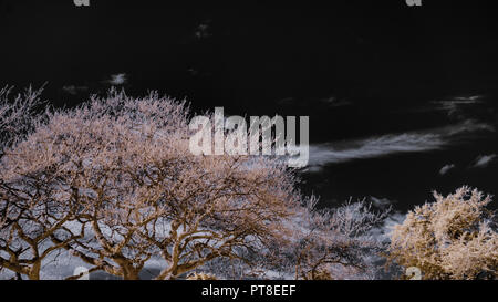 Immagine infrarossa della chioma rosso di un albero contro un buio cielo nero con il bianco delle nuvole Foto Stock