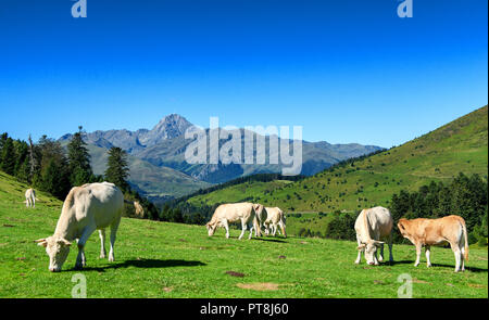 Mandria di mucche al pascolo nei pascoli dei Pirenei, Pic du Midi sullo sfondo Foto Stock