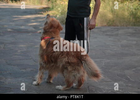 bello e affettuoso golden retriever dai capelli lunghi che gioca felicemente in completa libertà con suo padre Foto Stock