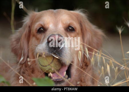 bello e affettuoso golden retriever dai capelli lunghi che gioca felicemente in completa libertà con suo padre Foto Stock