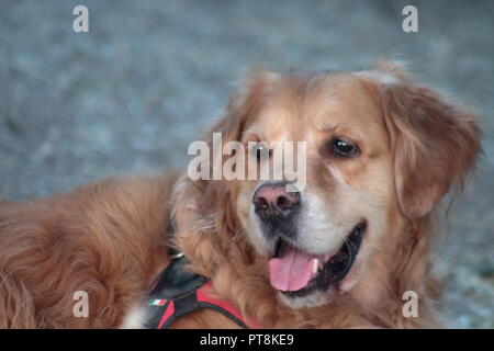 bello e affettuoso golden retriever dai capelli lunghi che gioca felicemente in completa libertà con suo padre Foto Stock