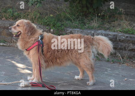 bello e affettuoso golden retriever dai capelli lunghi che gioca felicemente in completa libertà con suo padre Foto Stock