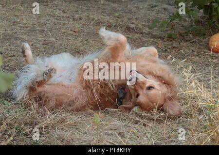 bello e affettuoso golden retriever dai capelli lunghi che gioca felicemente in completa libertà con suo padre Foto Stock