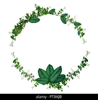 Vine and leaf monstera cerchio di isolati utilizzati nella progettazione del telaio di confine fatto di verde pianta rampicante isolati su sfondo bianco Foto Stock