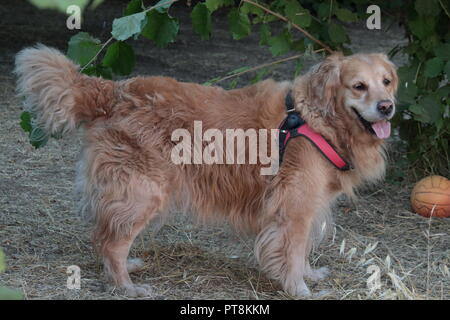 bello e affettuoso golden retriever dai capelli lunghi che gioca felicemente in completa libertà con suo padre Foto Stock