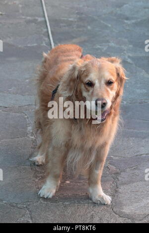 bello e affettuoso golden retriever dai capelli lunghi che gioca felicemente in completa libertà con suo padre Foto Stock