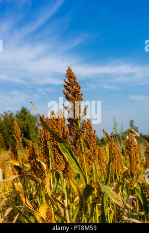 Sorgo contro il cielo blu close up Foto Stock