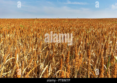 Campo di sorgo secco piante pronto per raccolta di raccolto. Foto Stock