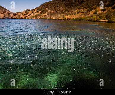 Le acciughe saltano fuori dall'acqua in massa, indicando la presenza di pesci predatori Foto Stock