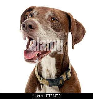 Brown Alano ritratto in un bianco di sfondo per studio Foto Stock