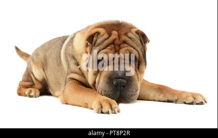 Molto bella Shar Pei godetevi lo studio photo shoot Foto Stock