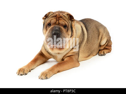 Molto bella Shar Pei godetevi lo studio photo shoot Foto Stock