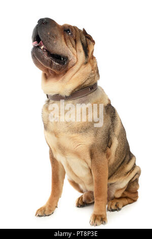 Molto bella Shar Pei godetevi lo studio photo shoot Foto Stock