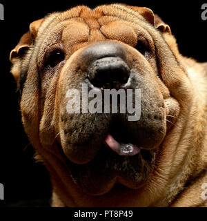 Molto bella Shar Pei godetevi lo studio photo shoot Foto Stock