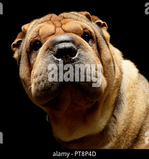 Molto bella Shar Pei godetevi lo studio photo shoot Foto Stock