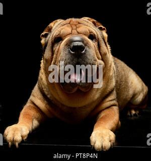 Molto bella Shar Pei godetevi lo studio photo shoot Foto Stock