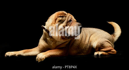 Molto bella Shar Pei godetevi lo studio photo shoot Foto Stock