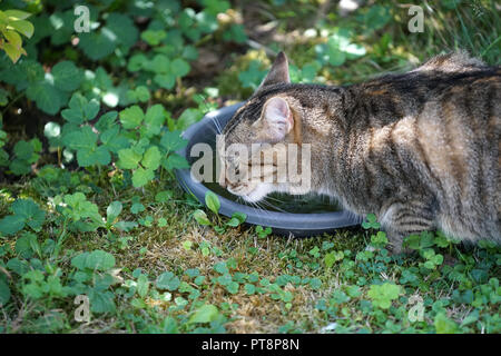 Giovani grigio e bianco striato Central European Shorthair cat bevendo al Bagno uccelli Foto Stock