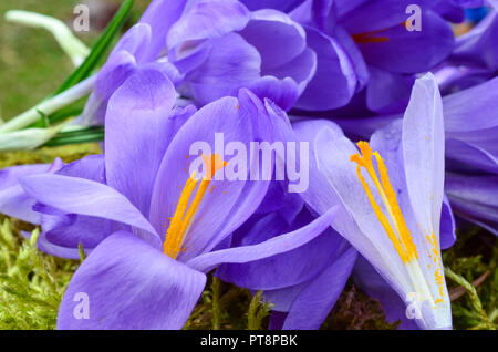 Lo zafferano o Crocus sativus, vista ravvicinata sul piccante di stami e pestello in un mucchio di fiori di zafferano in attesa nel processo di produzione delle spezie Foto Stock