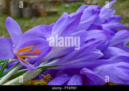 Lo zafferano o Crocus sativus, vista sul piccante di stami e pestello in un mucchio di crocus fiori in attesa nel processo di produzione delle spezie Foto Stock