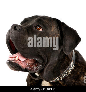 Ritratto di un adorabile cane corso, studio shot, isolato su bianco. Foto Stock