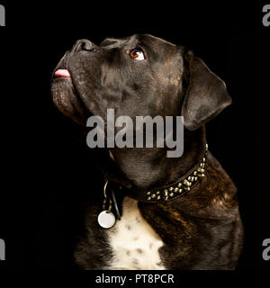 Ritratto di un adorabile cane corso, studio shot, isolato su nero. Foto Stock