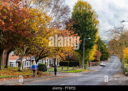 Colori dell'autunno su una strada alberata con ragazza camminare cane. Pond Park Road, Lisburn, N.Irlanda. Foto Stock