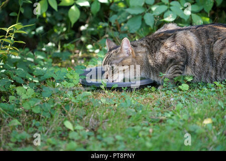Giovani grigio e bianco striato Central European Shorthair cat bevendo al Bagno uccelli Foto Stock