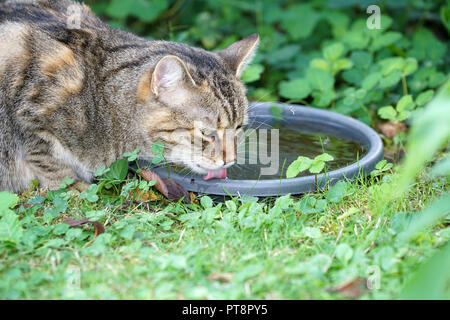 Giovani grigio e bianco striato Central European Shorthair cat bevendo al Bagno uccelli Foto Stock
