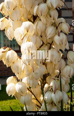 Close up di Yucca gloriosa che mostra un sacco di forma di campana fiori bianchi. Foto Stock