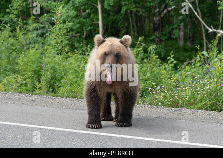 Fame Kamchatka orso bruno mettere la sua lingua fuori della sua bocca, sorge sulla strada asfaltata. Eurasia, Estremo Oriente Russo, penisola di Kamchatka. Foto Stock