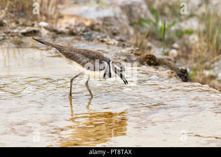 Killdeer (Charadrius rumoroso) la cattura di alcune specie di invertebrati nel caldo molle sui Terrazzi Mammoth presso il Parco Nazionale di Yellowstone Foto Stock