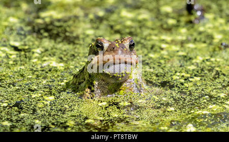 Orientale rospo americano (Anaxyrus americanus) gonfiare la sua chiamata sacco durante la stagione di accoppiamento nello stagno di McFarland park, Ames, IA Foto Stock