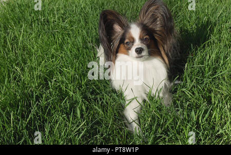 Bello cane Papillon giace sul prato verde e guarda Foto Stock