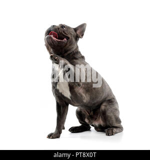 Un adorabile bulldog francese sollevando la gamba, studio shot, isolato su bianco. Foto Stock