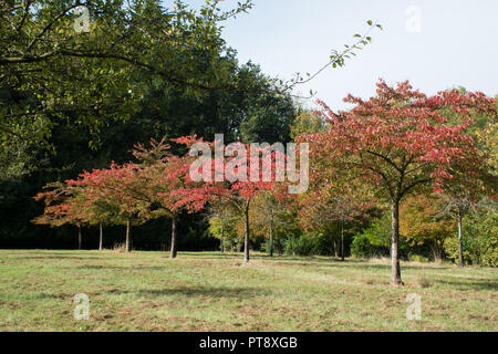 I colori autunnali a Tylney Hall e i giardini e una grand villa vittoriana e ora un elegante hotel di campagna, vicino a Hastings in Hampshire, Regno Unito Foto Stock