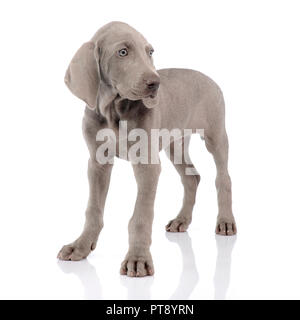 Studio shot di un grazioso cucciolo Weimaraner in piedi su sfondo bianco. Foto Stock