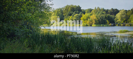 Boschetti di alta erba reed sulla palude di un lago di foresta su una soleggiata giornata estiva Foto Stock