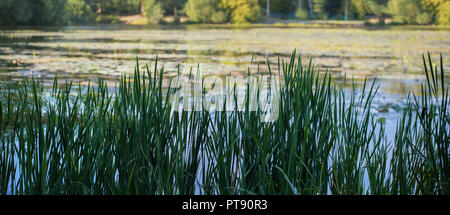 Boschetti di alta erba reed sulla palude di un lago di foresta su una soleggiata giornata estiva Foto Stock