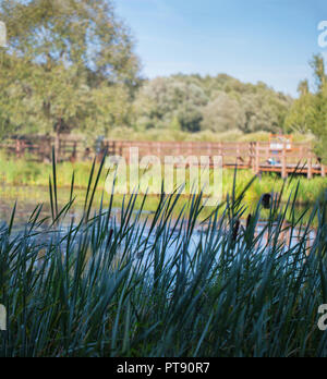 Boschetti di alta erba reed sulla Palude di una foresta e lago di ponte di legno in una soleggiata giornata estiva Foto Stock