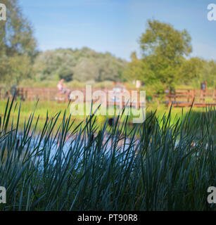 Boschetti di alta erba reed sulla Palude di una foresta e lago di ponte di legno in una soleggiata giornata estiva Foto Stock