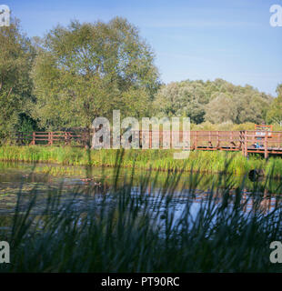 Boschetti di alta erba reed sulla Palude di una foresta e lago di ponte di legno in una soleggiata giornata estiva Foto Stock