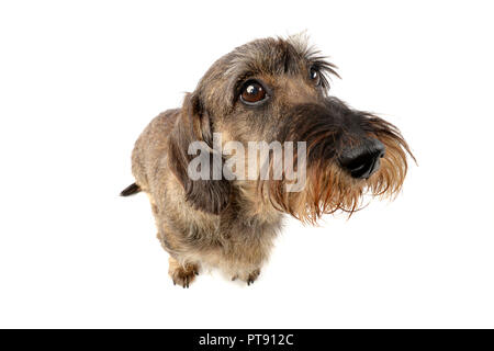 Ampia angolazione di un adorabile Bassotto studio shot, isolato su bianco. Foto Stock