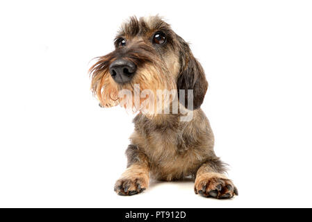 Ampia angolazione di un adorabile Bassotto studio shot, isolato su bianco. Foto Stock