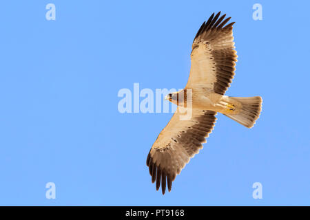 Avviato Eagle (Hieraaetus pennatus), pallido morph capretti in volo visto da sotto Foto Stock